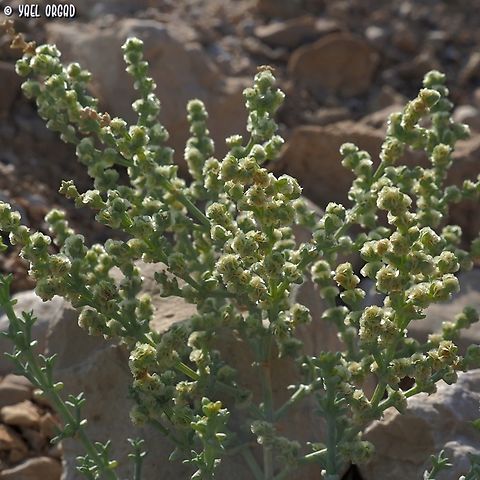 Anabasis setifera  Anabasis setifera,Fall,Geotagged,Israel