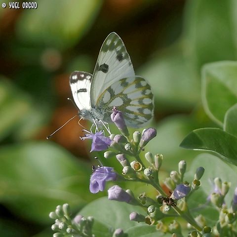 Pontia glauconome  Fall,Geotagged,Israel,Pontia glauconome