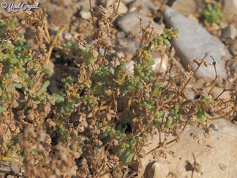 Tetraena simplex  Fall,Geotagged,Israel,Tetraena simplex