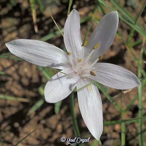 Colchicum tuviae  Colchicum tuviae,Fall,Geotagged