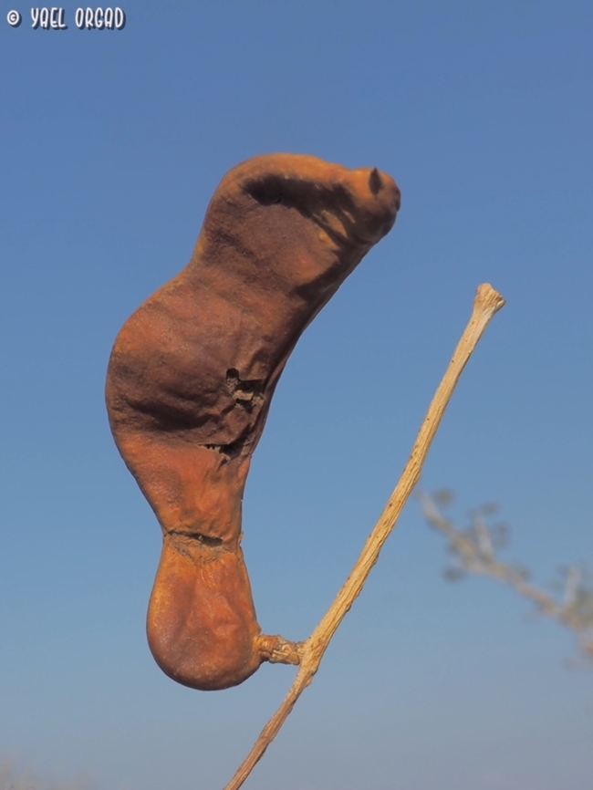 Faidherbia albida - fruit the Faidherbia albida hardly does any fruit in Israel, and the fruit you do see are usually sterile. <br />
since each grove is probably one single genetic organism, they don't self-breed - so the fruit is sterile, and it has only vegetative reproduction - by sprouting more trees from the roots.  Apple-ring acacia,Faidherbia albida,Fall,Geotagged,Israel