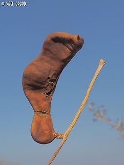Faidherbia albida - fruit the Faidherbia albida hardly does any fruit in Israel, and the fruit you do see are usually sterile. 
since each grove is probably one single genetic organism, they don't self-breed - so the fruit is sterile, and it has only vegetative reproduction - by sprouting more trees from the roots.  Apple-ring acacia,Faidherbia albida,Fall,Geotagged,Israel