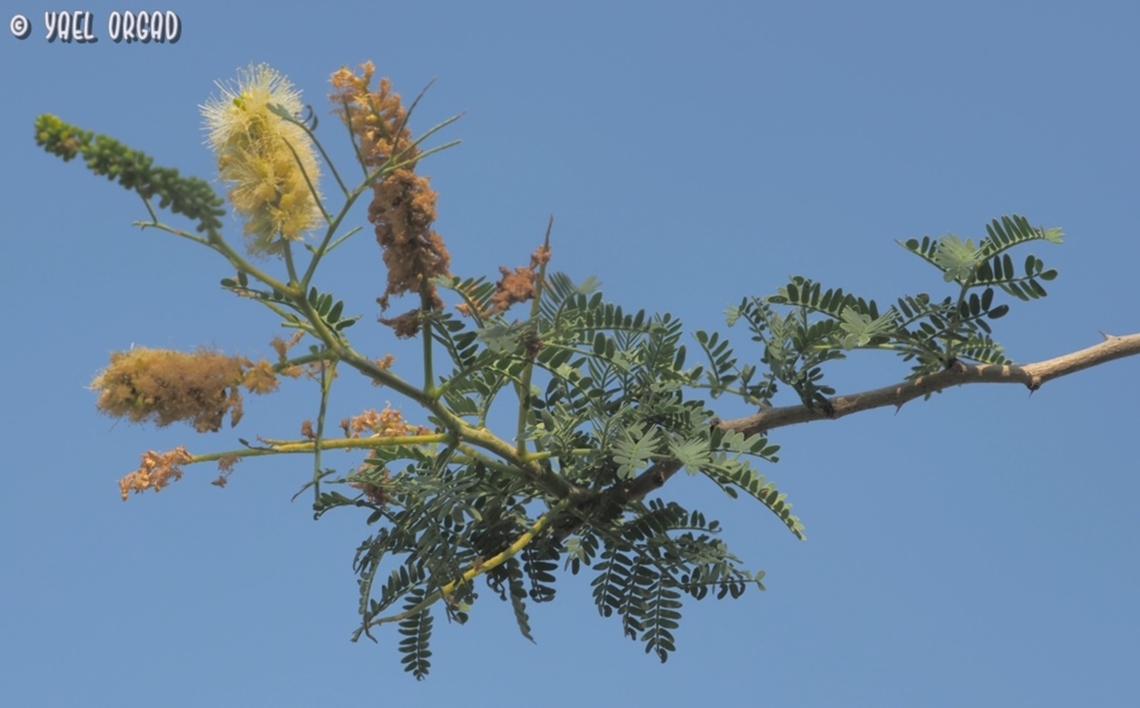 Faidherbia albida a flowering branch Apple-ring acacia,Faidherbia albida,Fall,Geotagged,Israel