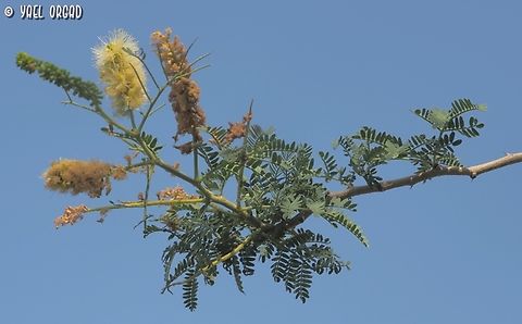 Faidherbia albida a flowering branch Apple-ring acacia,Faidherbia albida,Fall,Geotagged,Israel