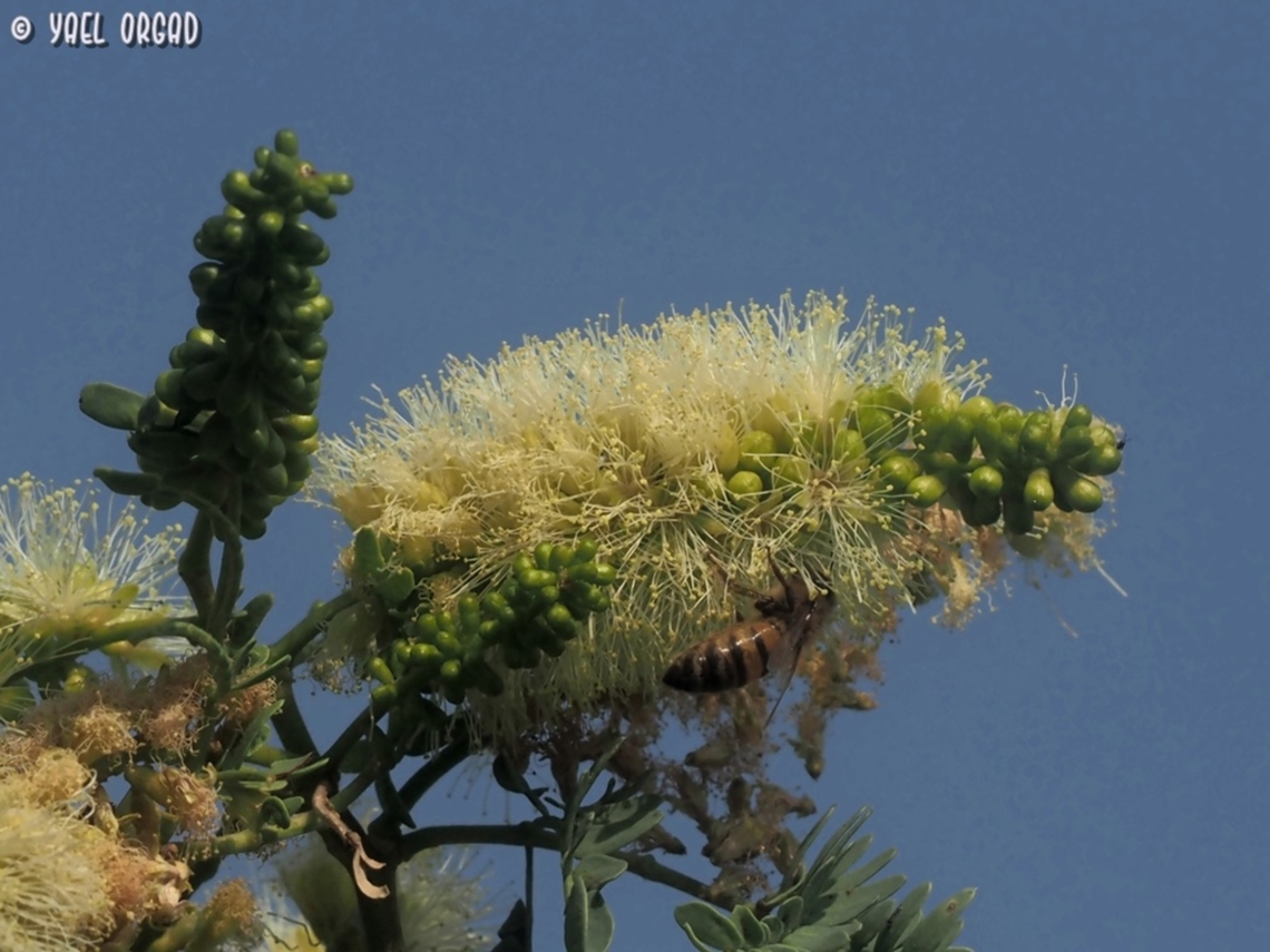 Faidherbia albida - flowers the flowers attracted many bees and butterflies, sadly I only captured one honey bee, and not the butterflies I was trying to capture....  Apple-ring acacia,Faidherbia albida,Fall,Geotagged,Israel