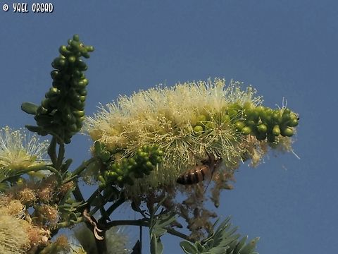 Faidherbia albida - flowers the flowers attracted many bees and butterflies, sadly I only captured one honey bee, and not the butterflies I was trying to capture....  Apple-ring acacia,Faidherbia albida,Fall,Geotagged,Israel