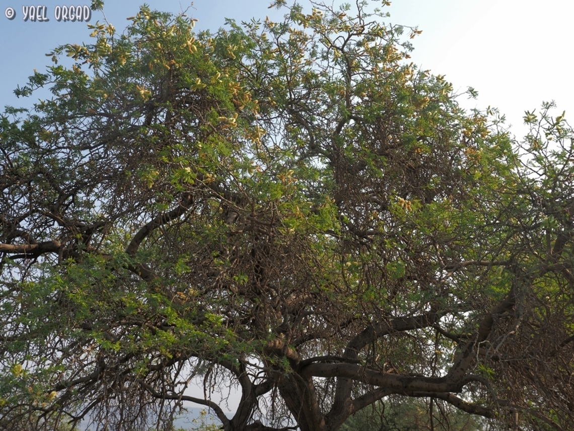 Faidherbia albida one of the bigger trees in the grove Apple-ring acacia,Faidherbia albida,Fall,Geotagged,Israel