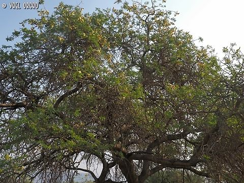 Faidherbia albida one of the bigger trees in the grove Apple-ring acacia,Faidherbia albida,Fall,Geotagged,Israel