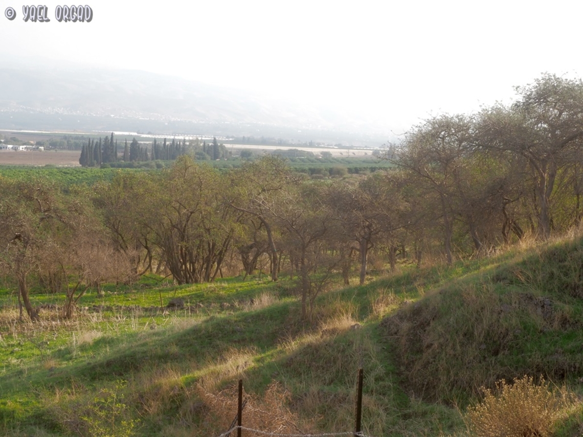Faidherbia albida an African savana tree, that remains in few small groves in Israel, and is a protected species. <br />
all the trees in this grove are connected by the roots, and Genetically this is actually a single organism!  Apple-ring acacia,Faidherbia albida,Fall,Geotagged,Israel