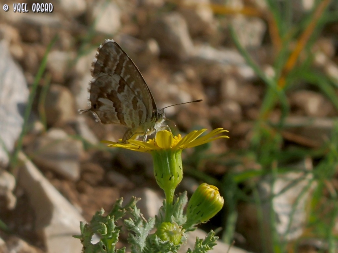 Cacyreus marshalli this South African butterfly was introduced in Spain and Western Mediterranean over 20 years ago, and expanded its distribution - until it reached Israel, in the Eastern edges of the Mediterranean - at 2019. <br />
 Cacyreus marshalli,Fall,Geotagged,Geranium Bronze,Israel