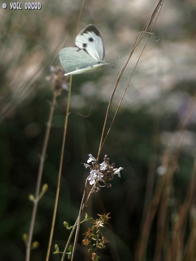 Pieris brassicae leaving Micromeria fruticosa.  Fall,Geotagged,Israel,Large white,Pieris brassicae