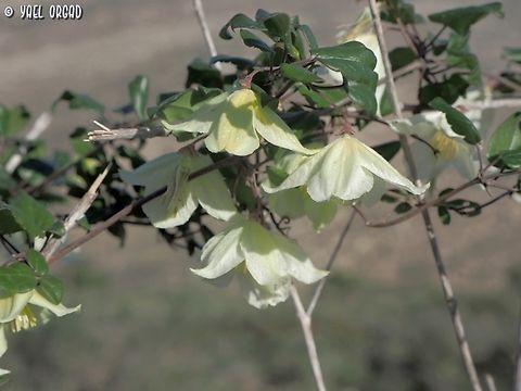 Clematis cirrhosa  Clematis cirrhosa,Fall,Geotagged,Israel