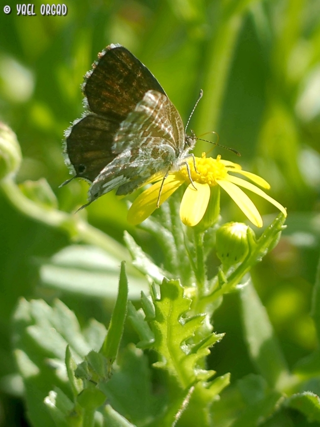 Cacyreus marshalli this South African butterfly was introduced in Spain and Western Mediterranean over 20 years ago, and expanded its distribution - until it reached Israel, in the Eastern edges of the Mediterranean - at 2019.  Cacyreus marshalli,Fall,Geotagged,Geranium Bronze,Israel