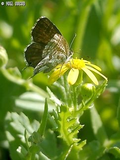Cacyreus marshalli this South African butterfly was introduced in Spain and Western Mediterranean over 20 years ago, and expanded its distribution - until it reached Israel, in the Eastern edges of the Mediterranean - at 2019.  Cacyreus marshalli,Fall,Geotagged,Geranium Bronze,Israel