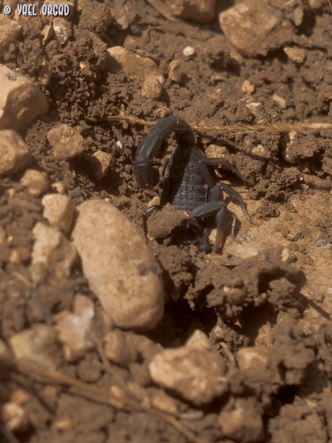 Hottentotta judaicus a tiny Scorpion - about 2 cm long - but really quick to sting (or at least try to sting! he didn't sting us!) <br />
even when they're so small - I find them scary, and picture them from a safe distance...  Fall,Geotagged,Hottentotta judaicus,Israel