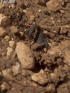 Hottentotta judaicus a tiny Scorpion - about 2 cm long - but really quick to sting (or at least try to sting! he didn't sting us!) 
even when they're so small - I find them scary, and picture them from a safe distance...  Fall,Geotagged,Hottentotta judaicus,Israel