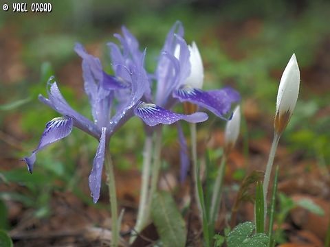 Iris vartanii & Crocus hyemalis  Fall,Geotagged,Iris vartanii,Israel,Vartan's Iris