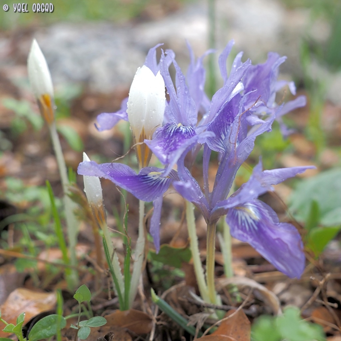 Iris vartanii & Crocus hyemalis  Fall,Geotagged,Iris vartanii,Israel,Vartan's Iris
