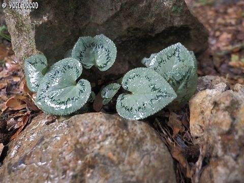 another sample for my Cyclamen leaves collection Cyclamen persicum Cyclamen persicum,Fall,Geotagged,Israel,Persian cyclamen