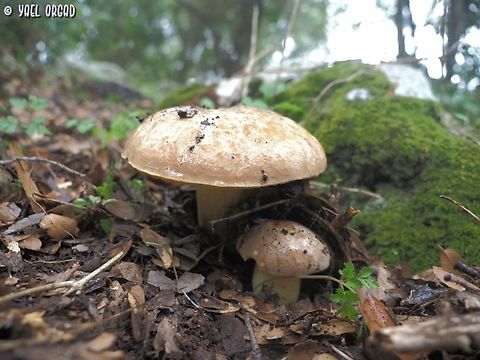 Hemileccinum impolitum  Fall,Geotagged,Hemileccinum impolitum,Iodine bolete,Israel