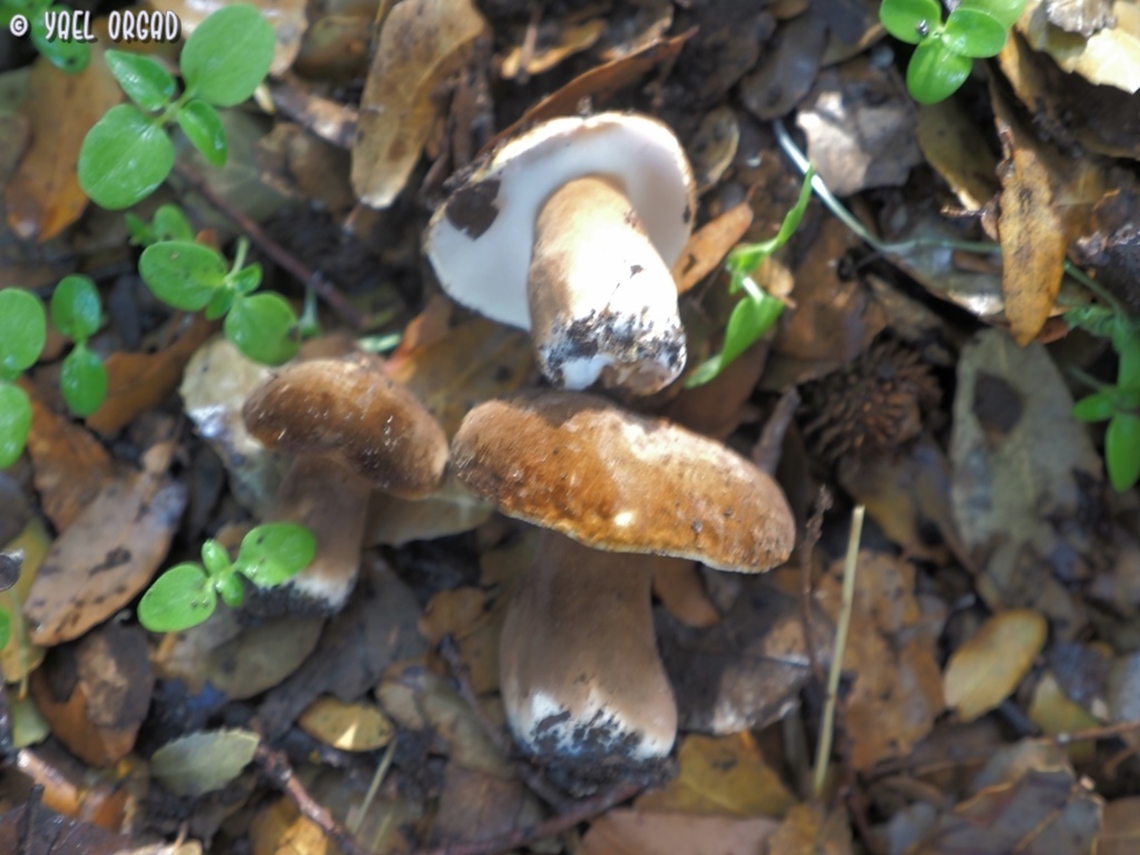 Gyroporus castaneus I know this is a bad picture.... but I&#039;ve been hunting for these mushrooms many years, and this was the first time I ever found them. I got so excited, my hands were shaking! <br />
and yes, they are everything I thought they would be. they taste sublime!  Chestnut bolete,Fall,Geotagged,Gyroporus castaneus,Israel