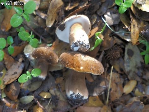 Gyroporus castaneus I know this is a bad picture.... but I've been hunting for these mushrooms many years, and this was the first time I ever found them. I got so excited, my hands were shaking! 
and yes, they are everything I thought they would be. they taste sublime!  Chestnut bolete,Fall,Geotagged,Gyroporus castaneus,Israel