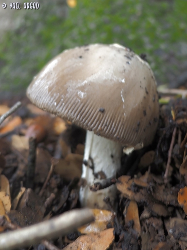 Amanita ceciliae  Amanita ceciliae,Fall,Geotagged,Israel,Snakeskin Grisette