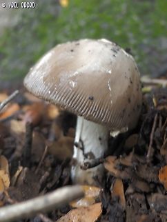 Amanita ceciliae  Amanita ceciliae,Fall,Geotagged,Israel,Snakeskin Grisette