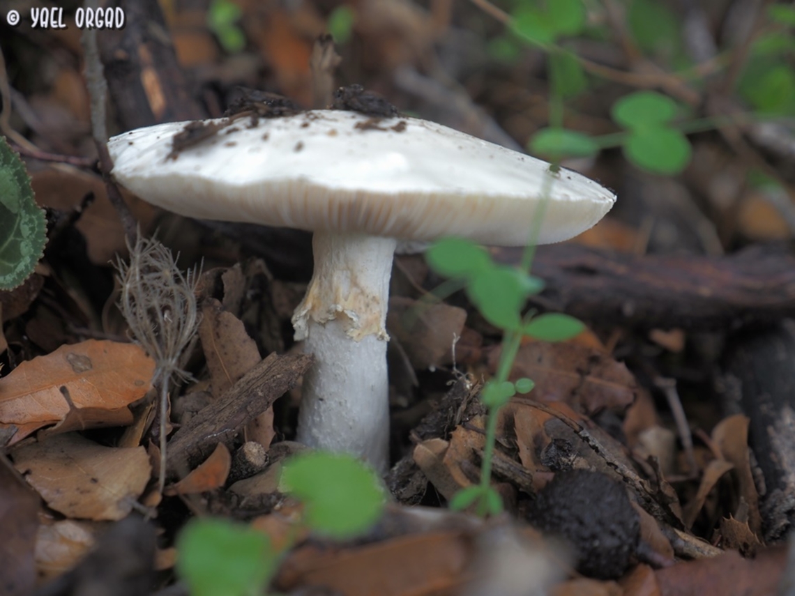 Amanita proxima a very dangerous and poisonous mushroom, that resembles the edible Amanita ovoidea - I know of several people that were poisoned because they mistook one for the other. <br />
it kills the kidneys and also messes with the heart. very very dangerous mushroom.  Amanita proxima,Fall,Geotagged,Israel