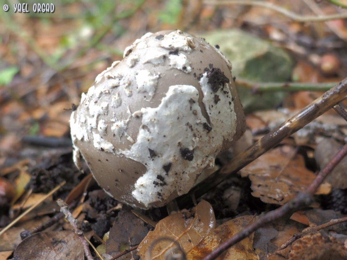 Amanita ceciliae I think today it is called Amanitopsis ceciliae, but taxonomy of the fungi world is in a much bigger chaos than plant taxonomy.... <br />
yet another poisonous Amanita mushroom.  Amanita ceciliae,Fall,Geotagged,Israel,Snakeskin Grisette