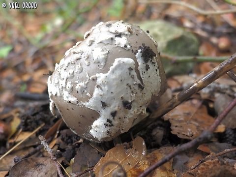 Amanita ceciliae I think today it is called Amanitopsis ceciliae, but taxonomy of the fungi world is in a much bigger chaos than plant taxonomy.... 
yet another poisonous Amanita mushroom.  Amanita ceciliae,Fall,Geotagged,Israel,Snakeskin Grisette