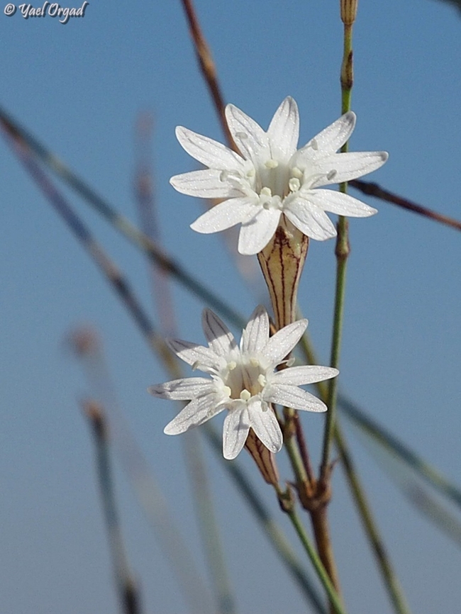 Silene reinwardtii  Silene reinwardtii