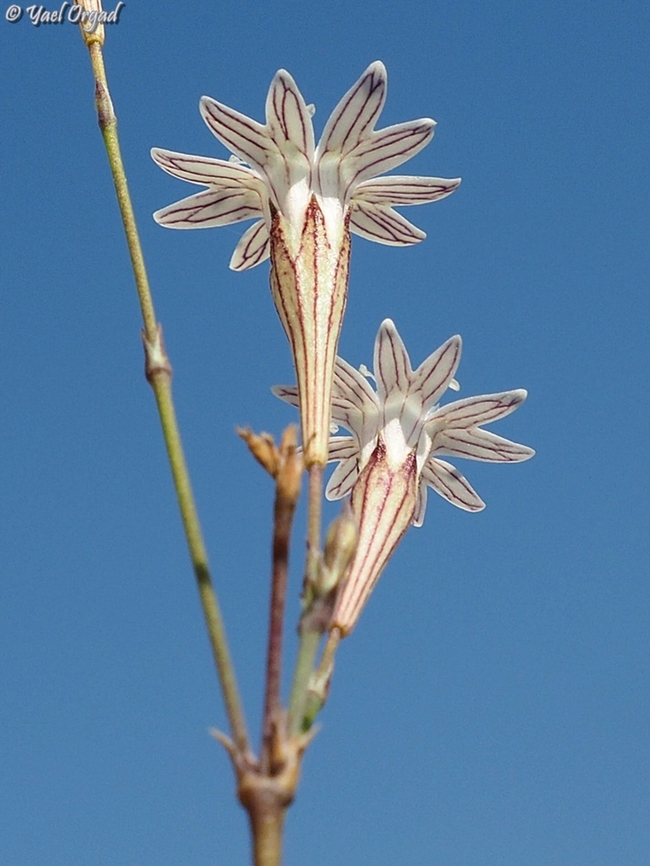 Silene reinwardtii I really like the scribbles underneath :-) <br />
so for about 4 years I've been growing them in my flower pots.  Israel,Silene reinwardtii