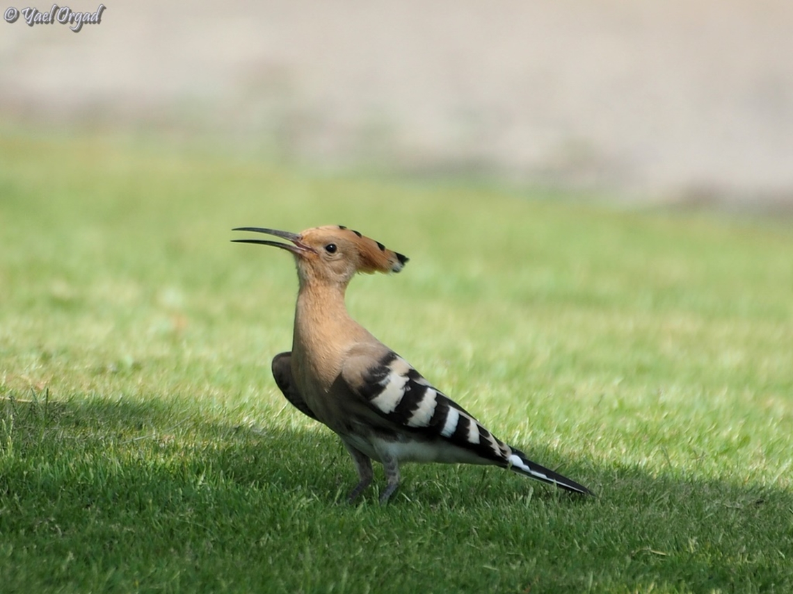 Hoopoe - Israel's national bird... I always thought that Israel&#039;s national bird should have been frozen chicken ;-)  Geotagged,Hoopoe,Israel,Summer,Upupa epops