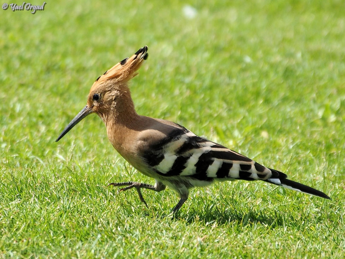 Upupa epops  Geotagged,Hoopoe,Israel,Summer,Upupa epops