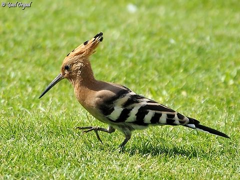 Upupa epops  Geotagged,Hoopoe,Israel,Summer,Upupa epops