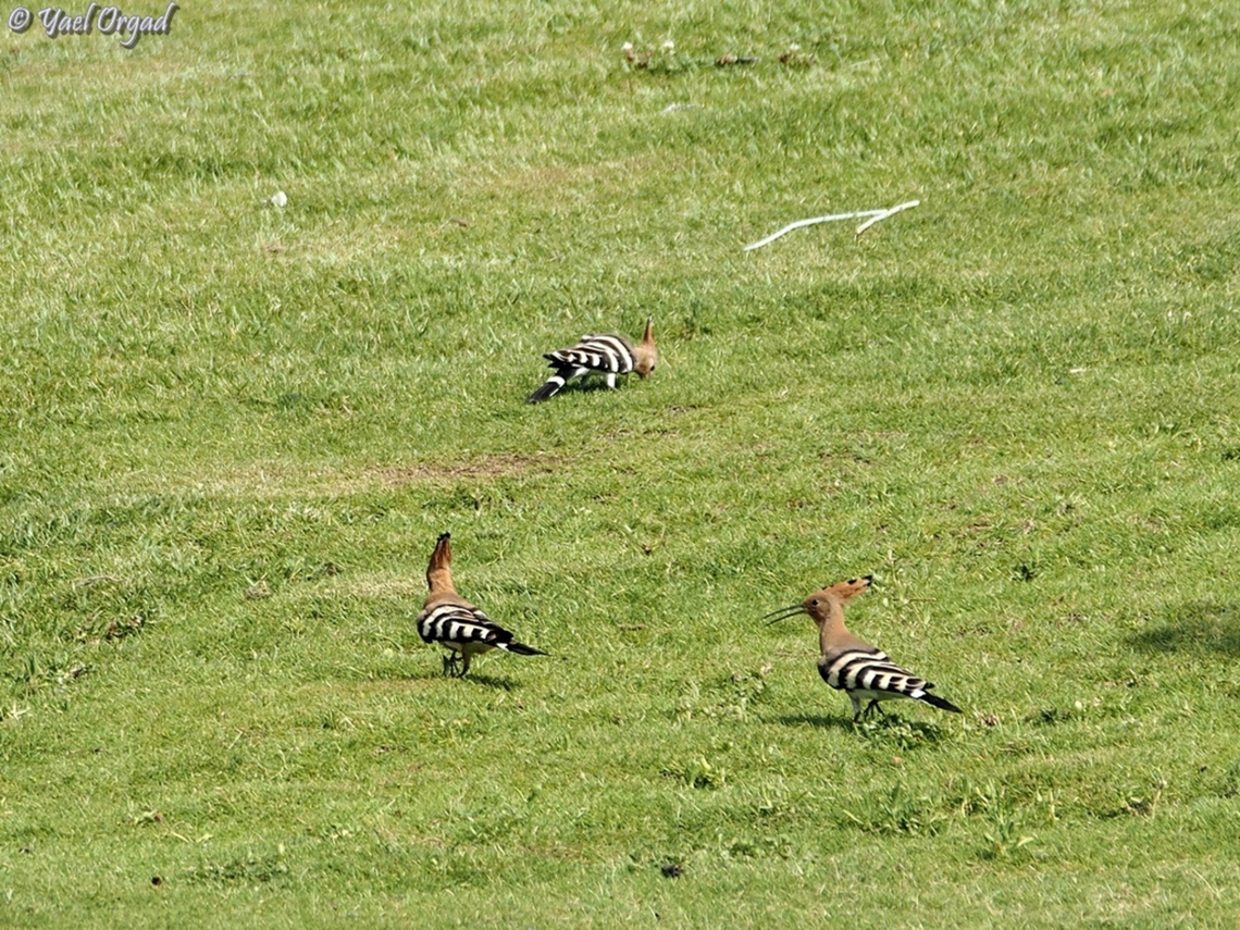Hoopoe trio  Geotagged,Hoopoe,Israel,Summer,Upupa epops