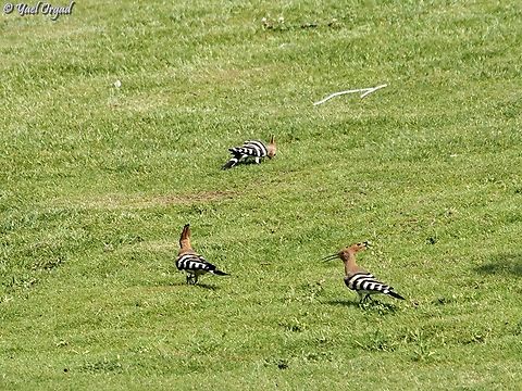 Hoopoe trio  Geotagged,Hoopoe,Israel,Summer,Upupa epops