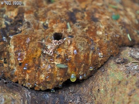 Inocutis dryophila in Hebrew it's called something like "Dripping Inocutis" - here you can see the drops that gave it its name.  Fall,Geotagged,Inocutis dryophila,Israel