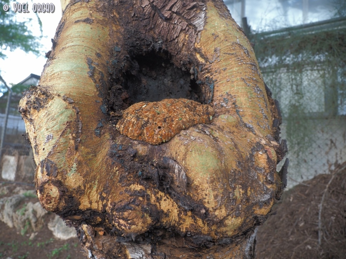 Inocutis dryophila in Tel Aviv university&#039;s botanical garden, on a Vachellia xanthophloea tree (African yellow-trunk Acacia), we found a blob.... <br />
this blob is actually a mushroom, and a rare one.  Fall,Geotagged,Inocutis dryophila,Israel