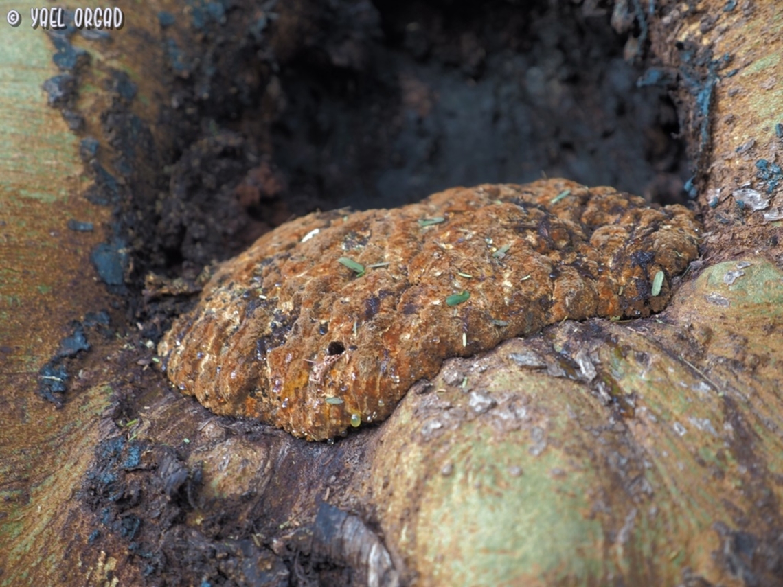 Inocutis dryophila in Hebrew it&#039;s called something like &quot;Dripping Inocutis&quot; - here you can see the drops that gave it its name.  Fall,Geotagged,Inocutis dryophila,Israel