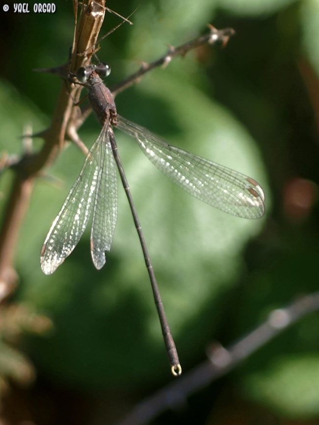 Damselfly: Chalcolestes parvidens  Chalcolestes parvidens,Eastern willow spreadwing,Fall,Geotagged,Israel
