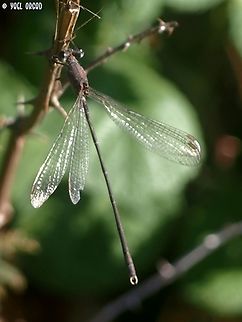 Damselfly: Chalcolestes parvidens  Chalcolestes parvidens,Eastern willow spreadwing,Fall,Geotagged,Israel