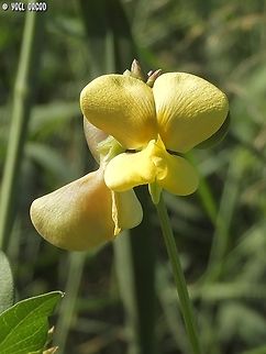 Vigna luteola  Fall,Geotagged,Hairy Cowpea,Israel,Vigna luteola