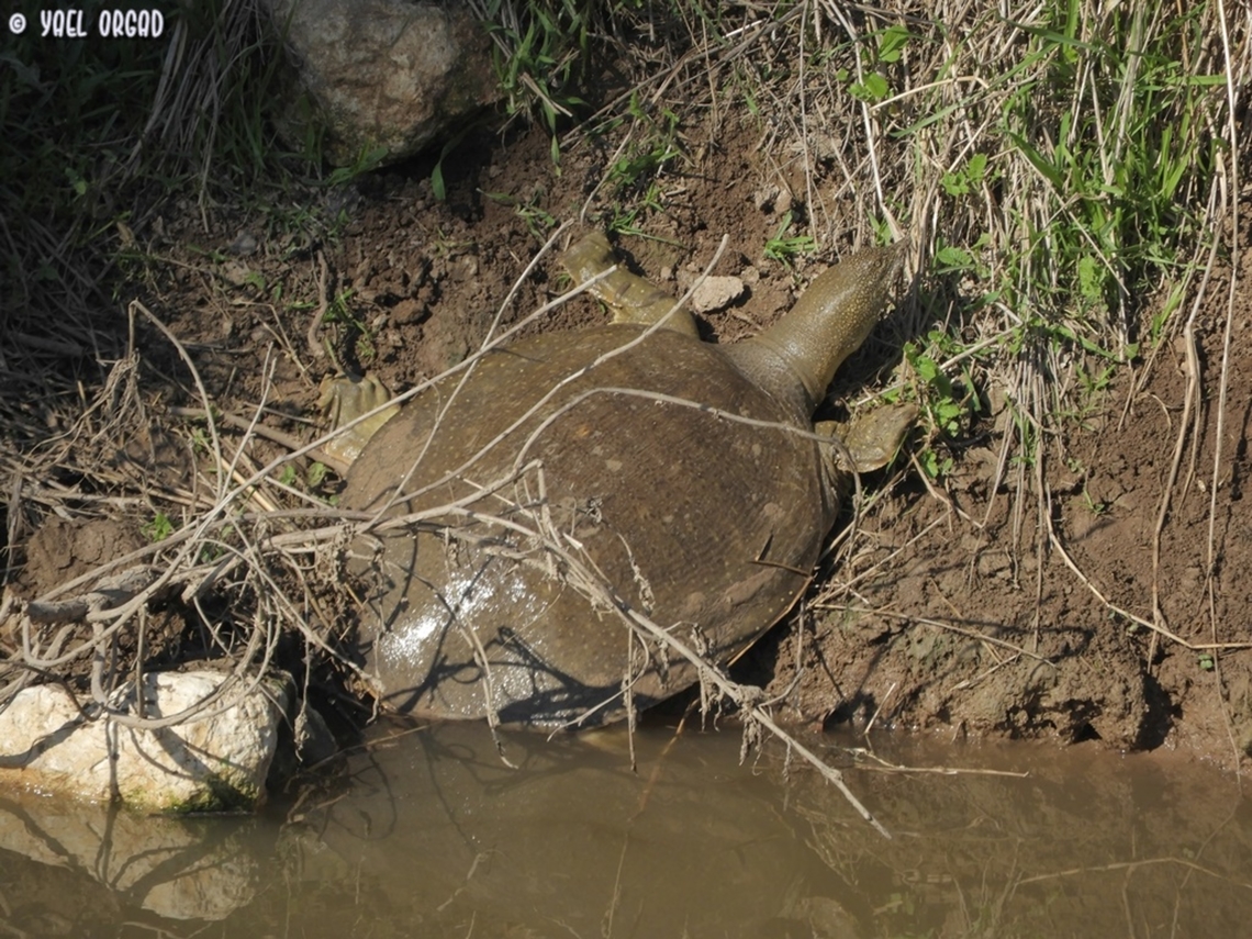 African Softshell Turtle a rare and very large water turtle, the shell diameter is about 80 cm! <br />
rare and endangered in Israel, there is a known population in another part of Alexander stream (where I was) - this one probably swam in from there.  African softshell turtle,Fall,Geotagged,Israel,Trionyx triunguis
