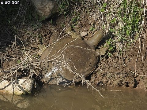 African Softshell Turtle a rare and very large water turtle, the shell diameter is about 80 cm! 
rare and endangered in Israel, there is a known population in another part of Alexander stream (where I was) - this one probably swam in from there.  African softshell turtle,Fall,Geotagged,Israel,Trionyx triunguis