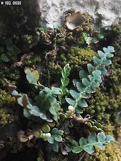 Asplenium ceterach and a little Geopora fungus above it Asplenium ceterach,Geopora,Geotagged,Israel,Rustyback,Winter