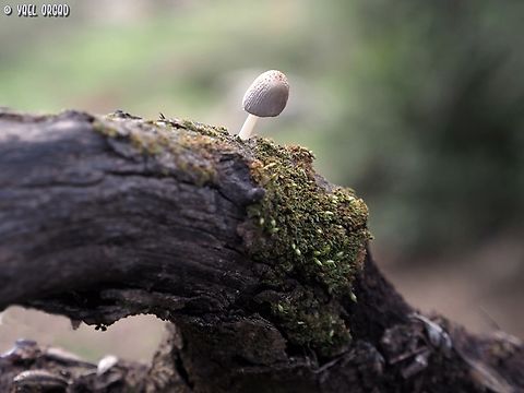 Coprinellus radians  Coprinellus radians,Geotagged,Israel,Winter