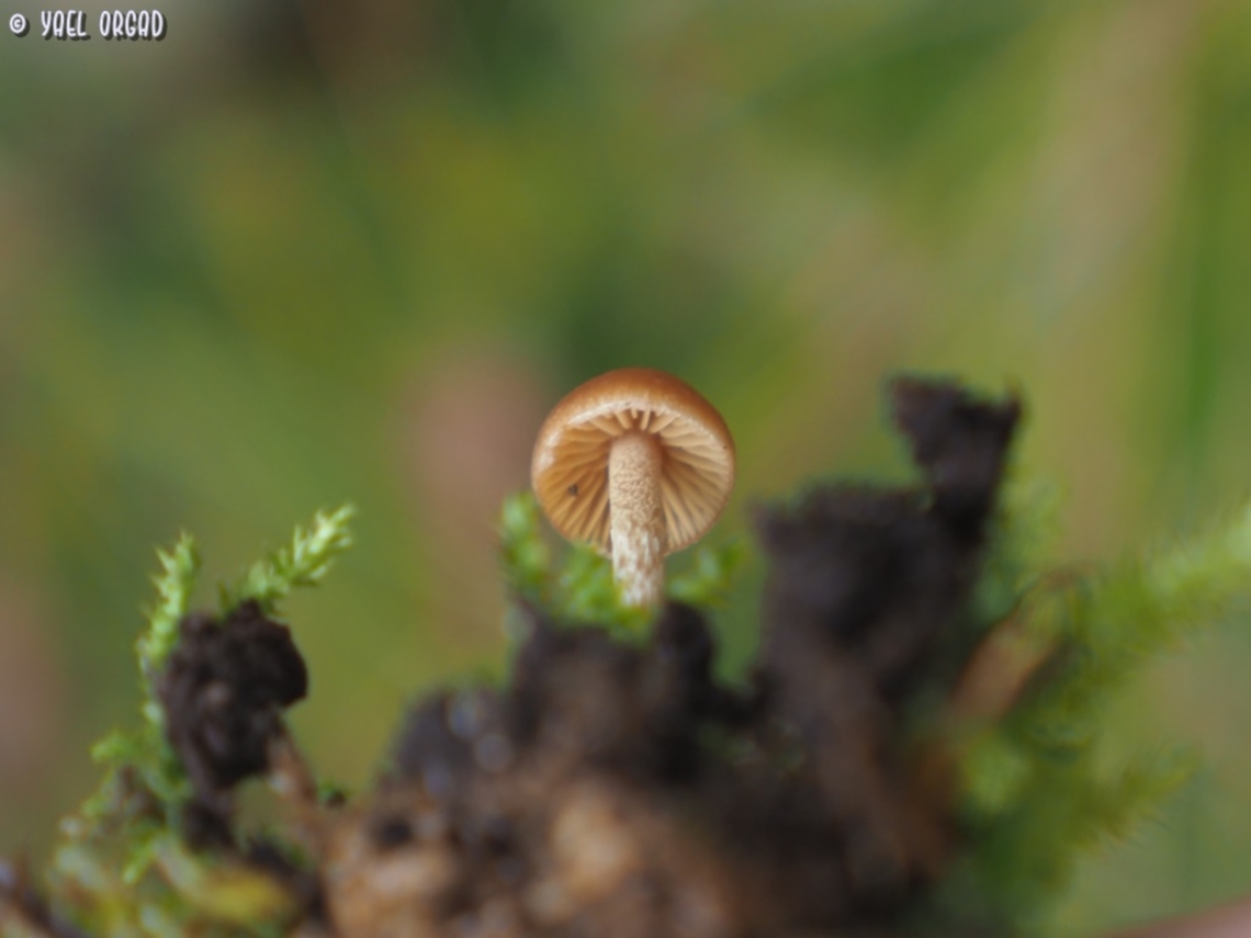 Galerina sp. small magical mushroom, I don&#039;t know the species. <br />
another view: <br />
<figure class="photo"><a href="https://www.jungledragon.com/image/145192/galerina_sp.html" title="Galerina sp."><img src="https://s3.amazonaws.com/media.jungledragon.com/images/3519/145192_thumb.JPG?AWSAccessKeyId=05GMT0V3GWVNE7GGM1R2&Expires=1759968010&Signature=1qa9Qmo1ZlFL8KWCaL%2F5xmsHcQg%3D" width="200" height="150" alt="Galerina sp. small magical mushroom, I don&#039;t know the species. <br />
another view:<br />
https://www.jungledragon.com/image/145191/galerina_sp.html Geotagged,Israel,Winter,galerina" /></a></figure> Geotagged,Israel,Winter,galerina