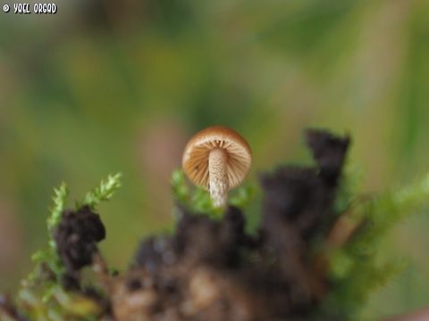 Galerina sp. small magical mushroom, I don't know the species. 
another view: 
https://www.jungledragon.com/image/145192/galerina_sp.html Geotagged,Israel,Winter,galerina